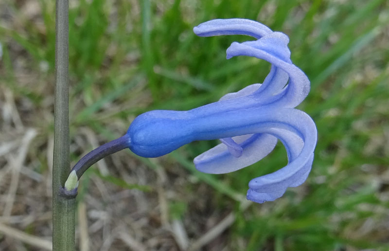 Hyacinthus orientalis - Liliaceae